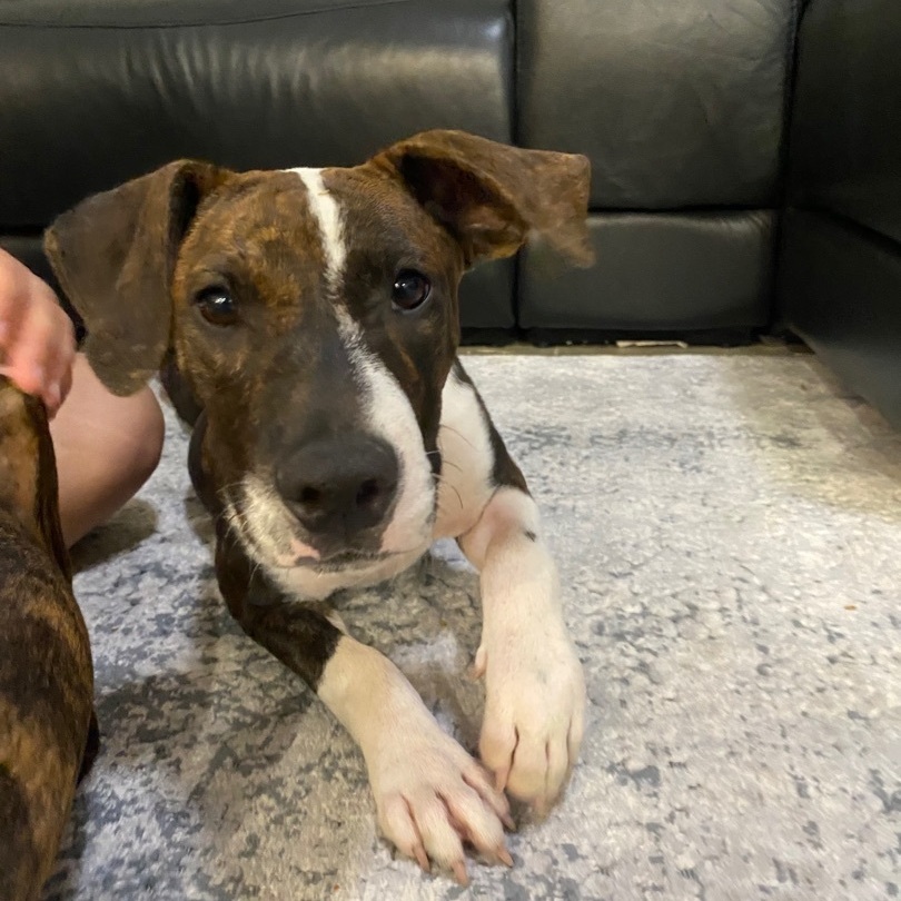 Bingo, Adoptable, Young Male Pit Bull Terrier & Plott Hound.