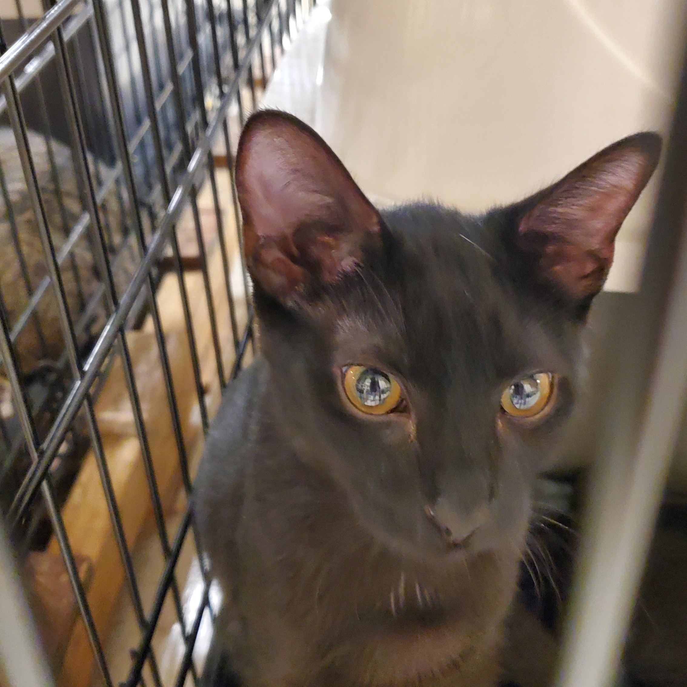 Jupiter, ADOPTABLE, Young Male Domestic Short Hair.