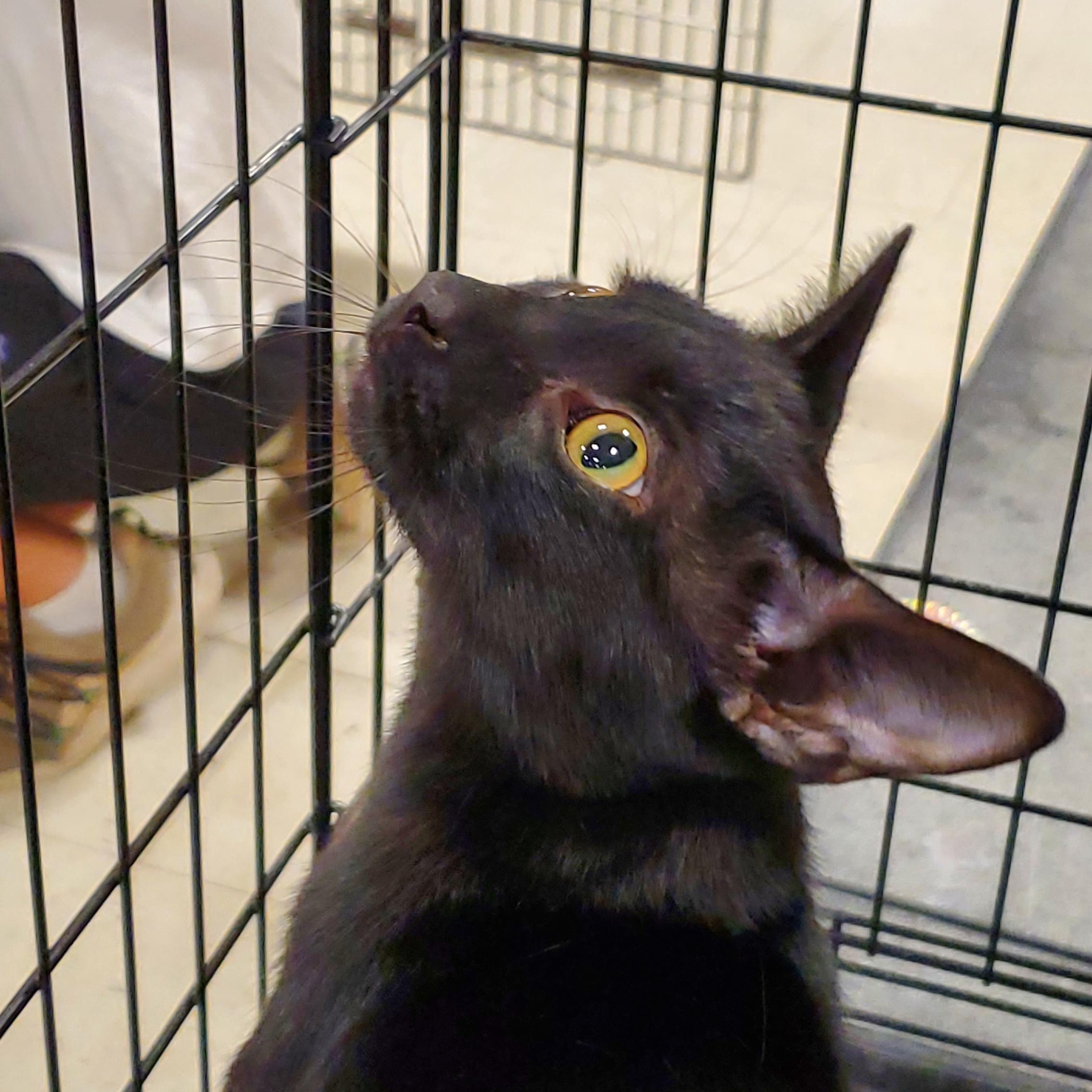 Jupiter, ADOPTABLE, Young Male Domestic Short Hair.