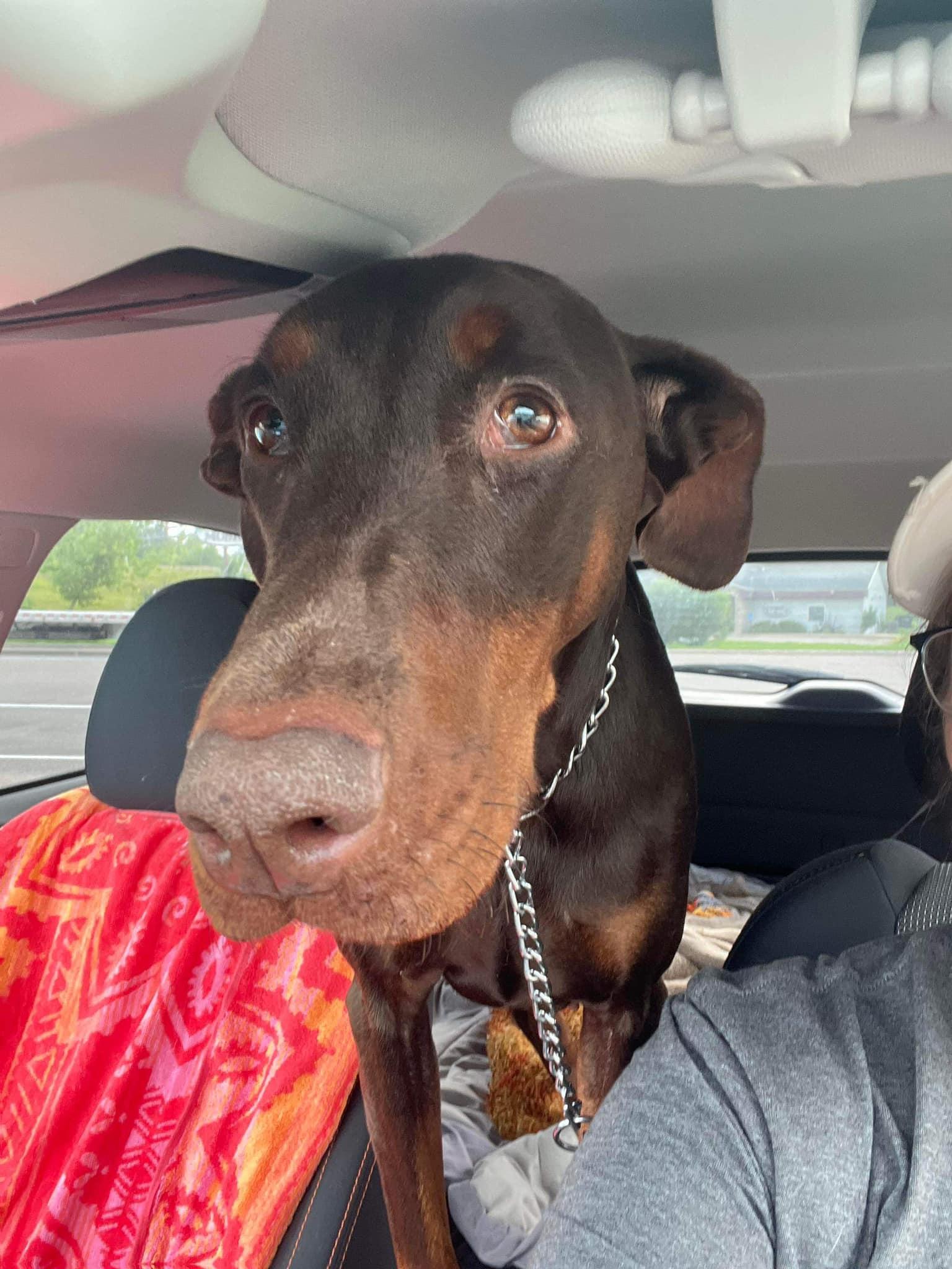 Enlarge Cinder, a Adoptable Doberman Pinscher in Buffalo, MN image 1/3