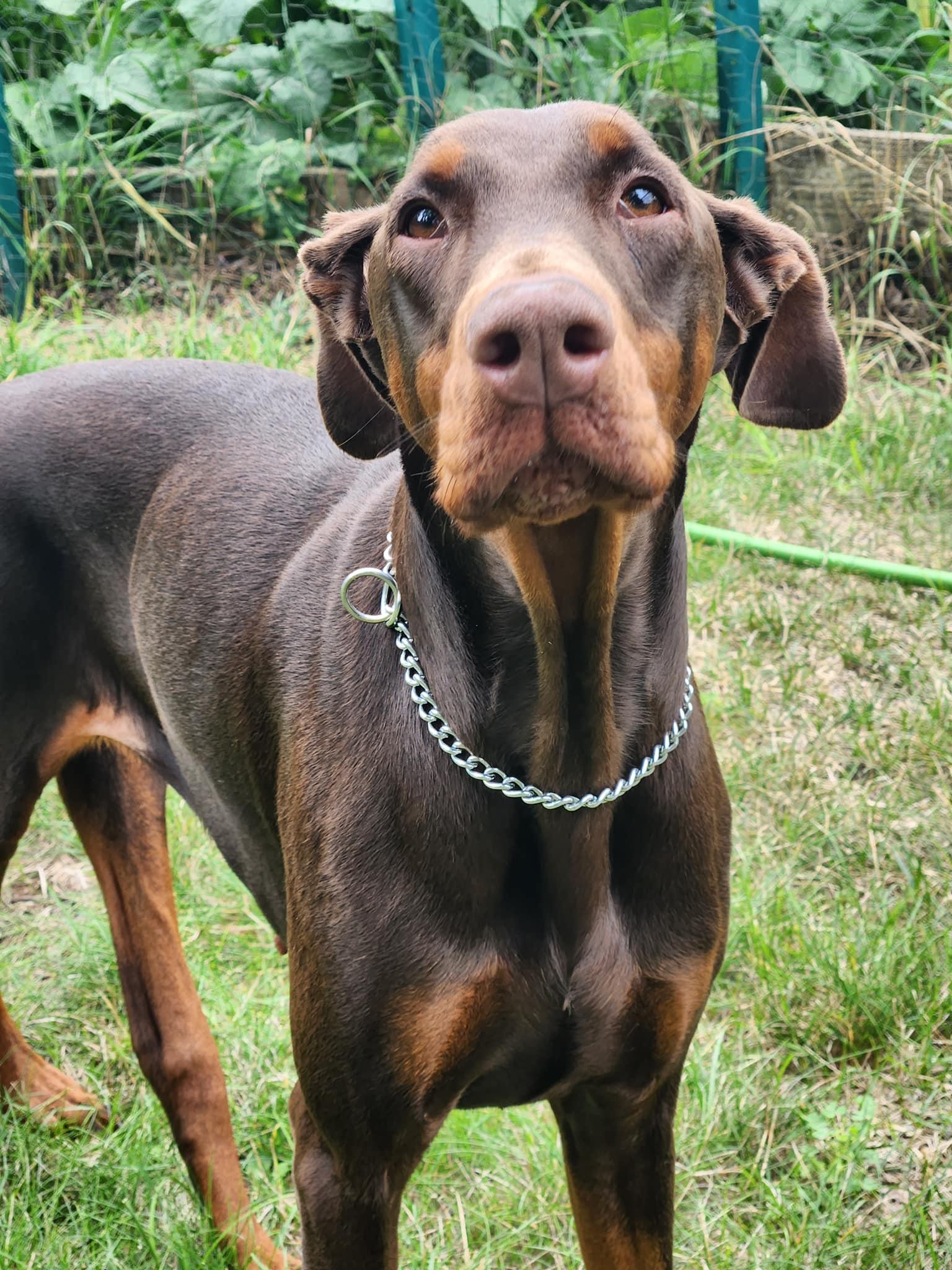 Enlarge Cinder, a Adoptable Doberman Pinscher in Buffalo, MN image 2/3