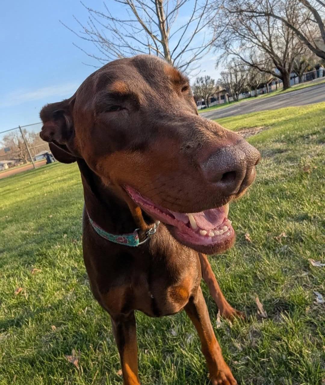 Enlarge Cinder, a Adoptable Doberman Pinscher in Buffalo, MN image 2/3