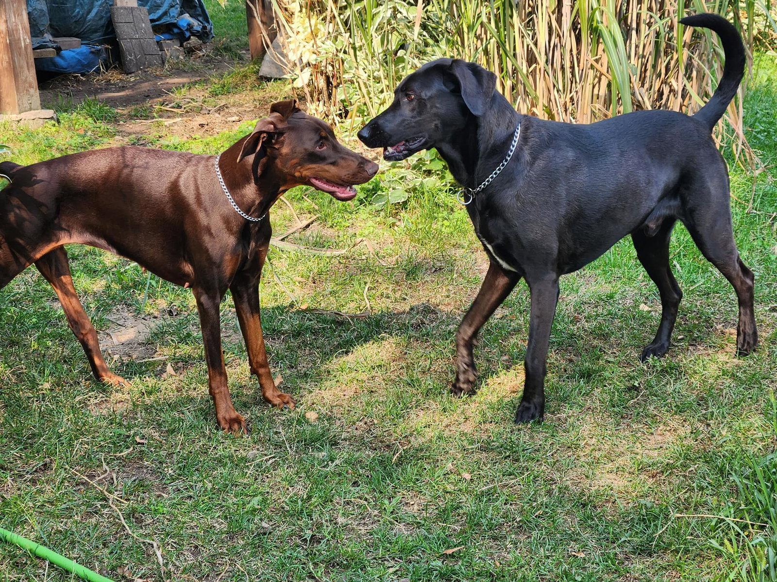 Enlarge Cinder, a Adoptable Doberman Pinscher in Buffalo, MN image 3/3