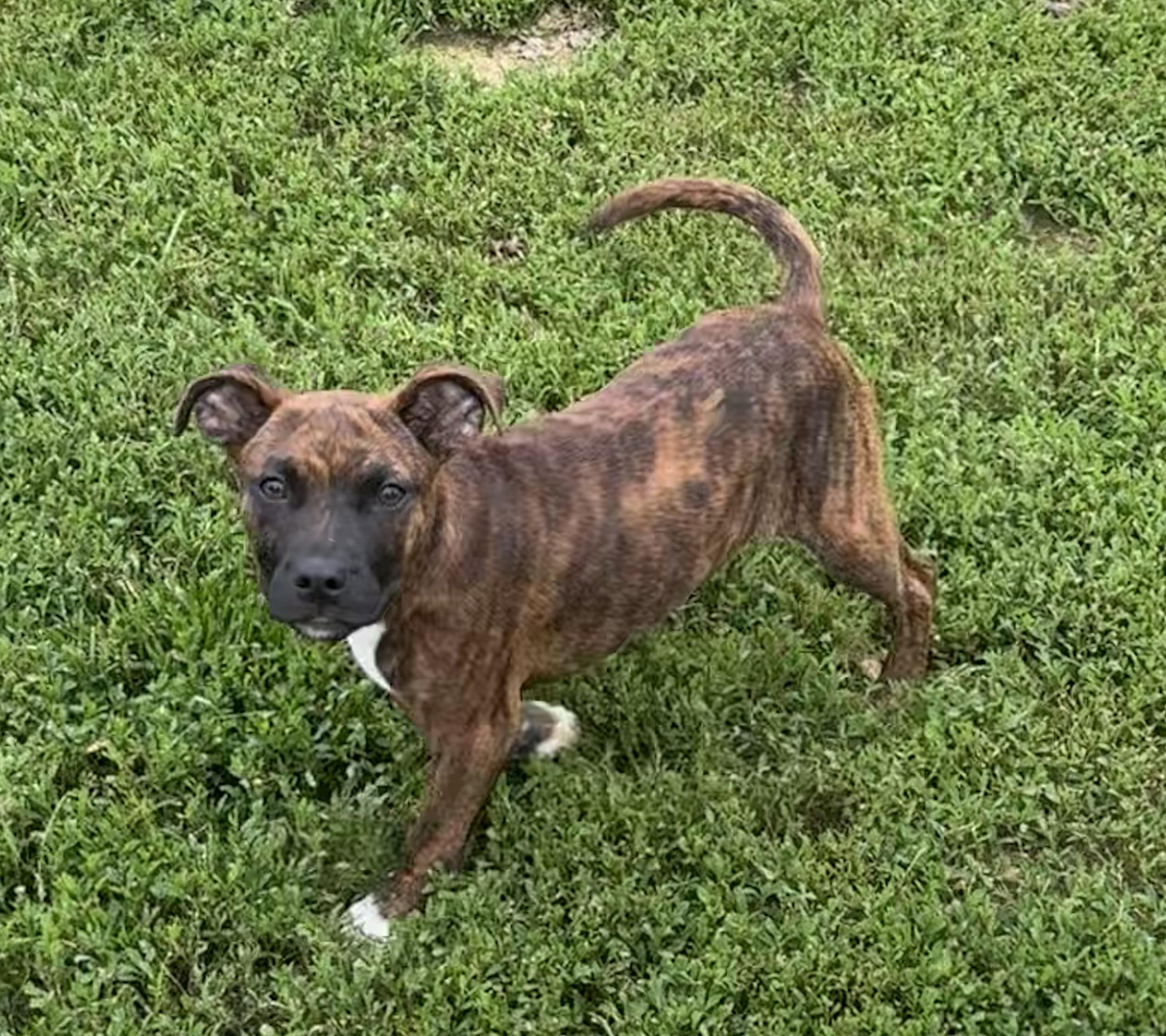 Rascal & Rhett, ADOPTABLE, Young Male Mixed Breed.