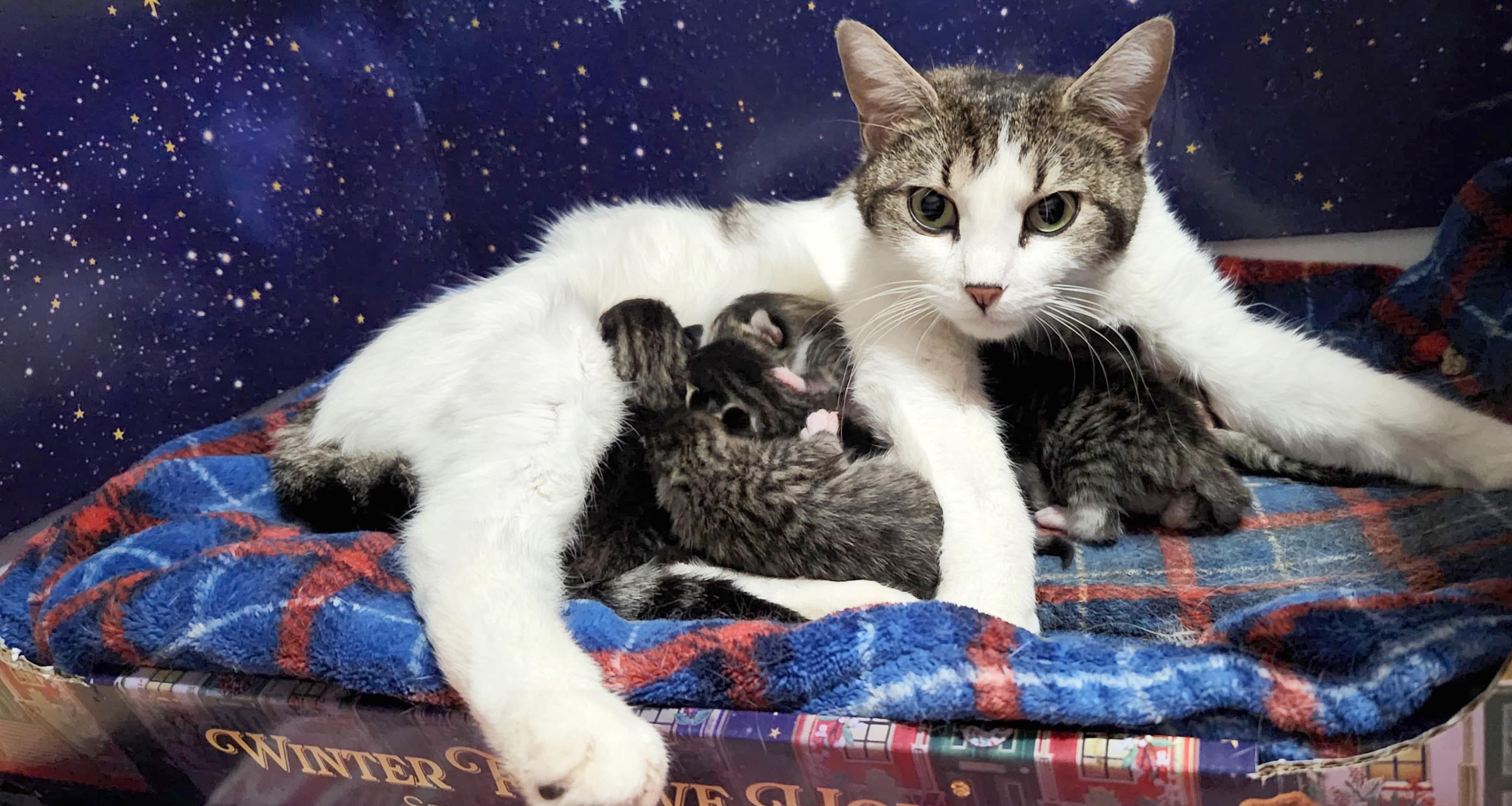 Bird Litter, a ADOPTABLE American Shorthair in Highland Park, NJ image 2/5