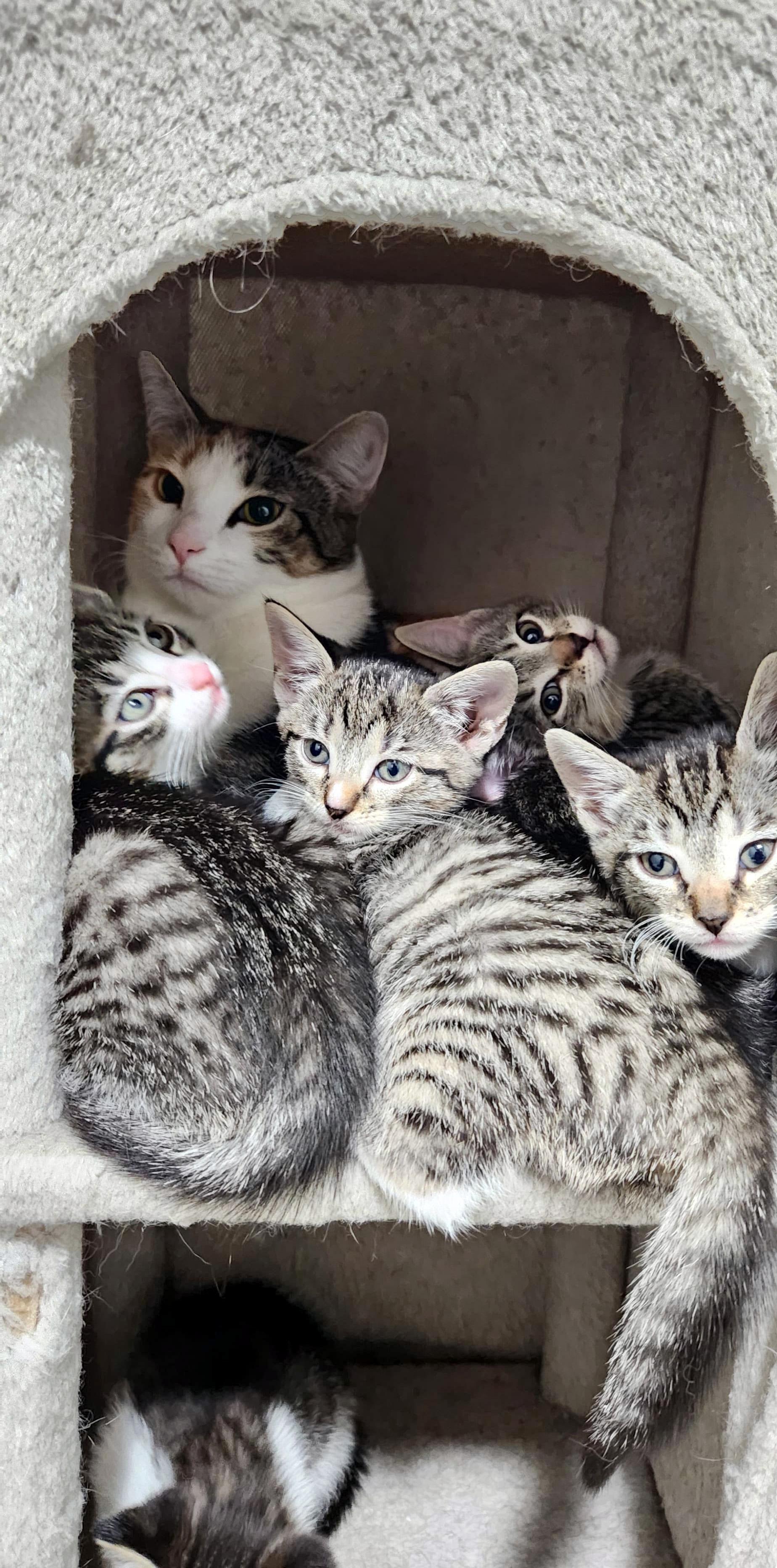 Bird Litter, a ADOPTABLE American Shorthair in Highland Park, NJ image 4/5