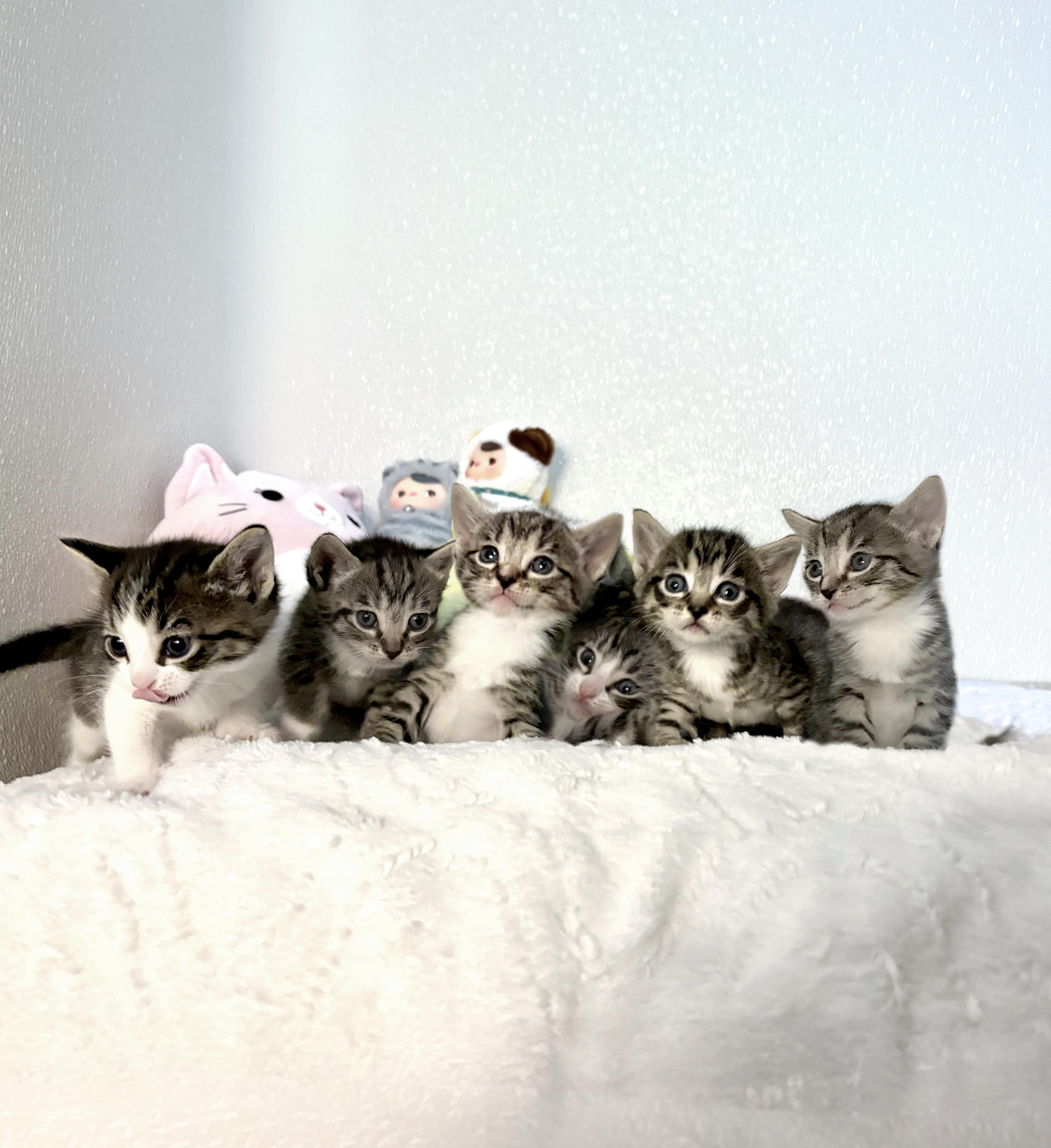 Bird Litter, ADOPTABLE, Kitten Male American Shorthair.