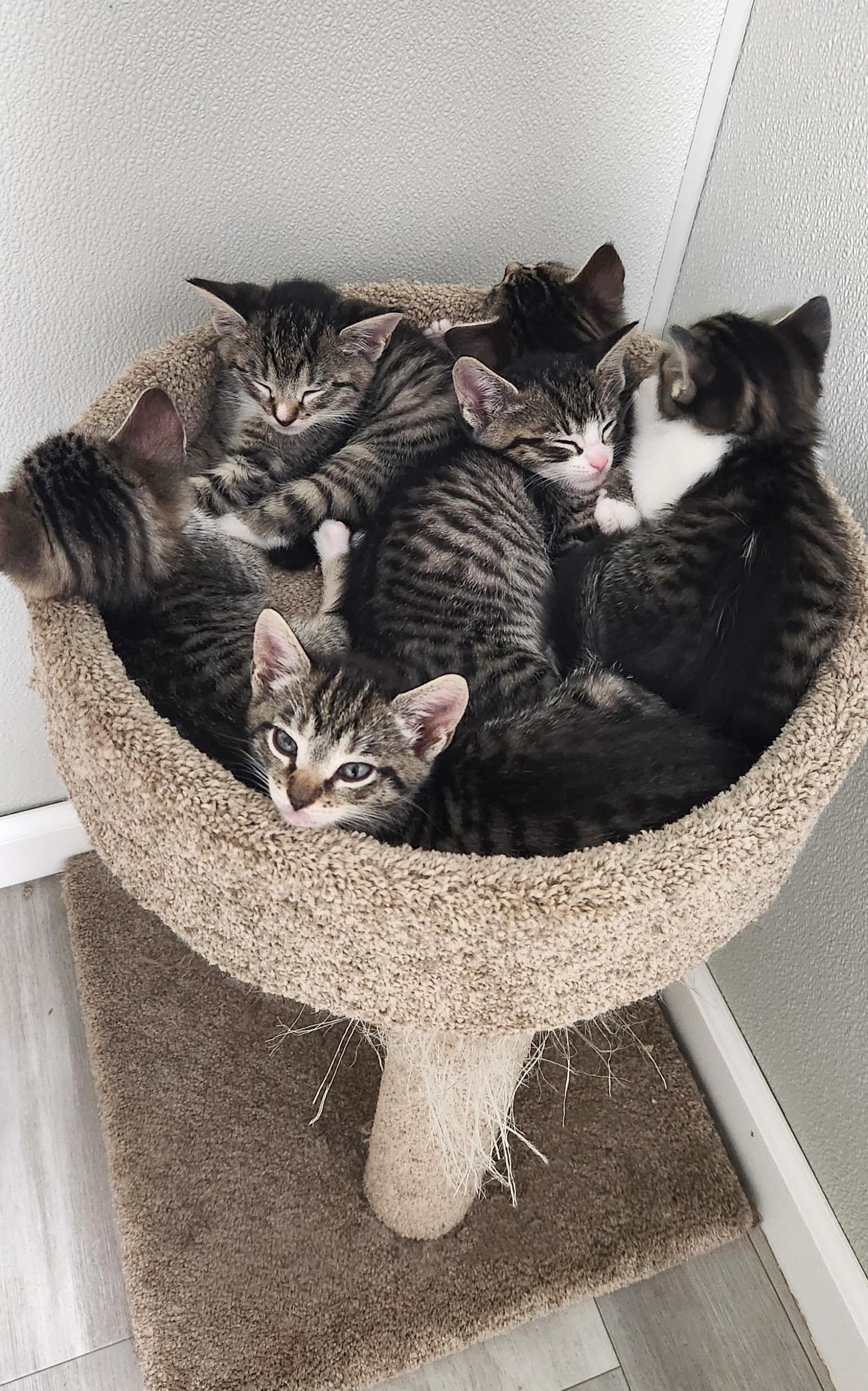 Bird Litter, a ADOPTABLE American Shorthair in Highland Park, NJ image 3/5