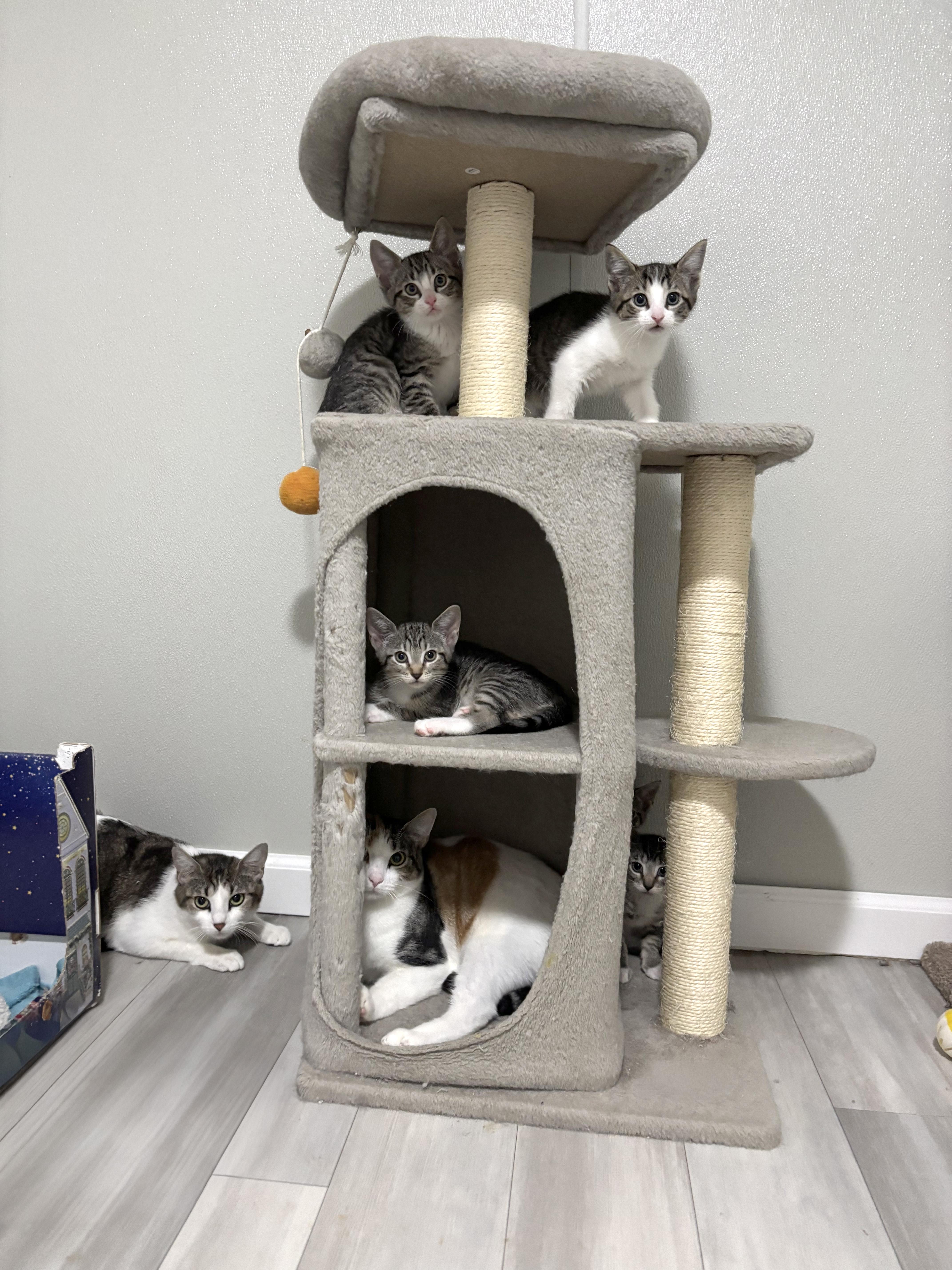 Bird Litter, a ADOPTABLE American Shorthair in Highland Park, NJ image 5/5