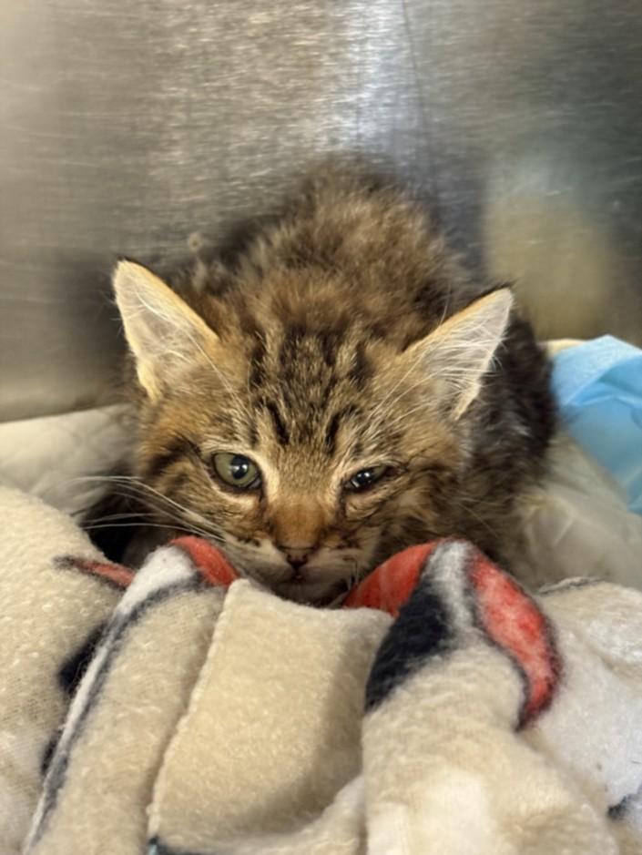 Enlarge A211154, a Adoptable Domestic Short Hair in Olivehurst, CA image 1/1
