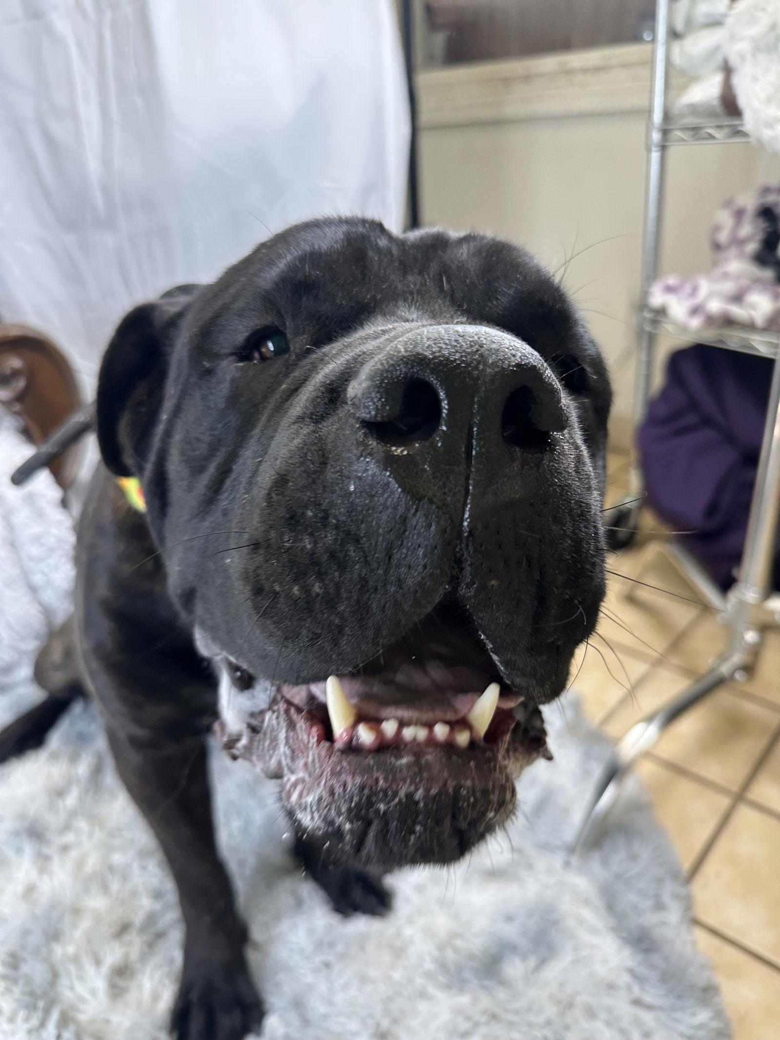 Kane, Adoptable, Young Male Mastiff.