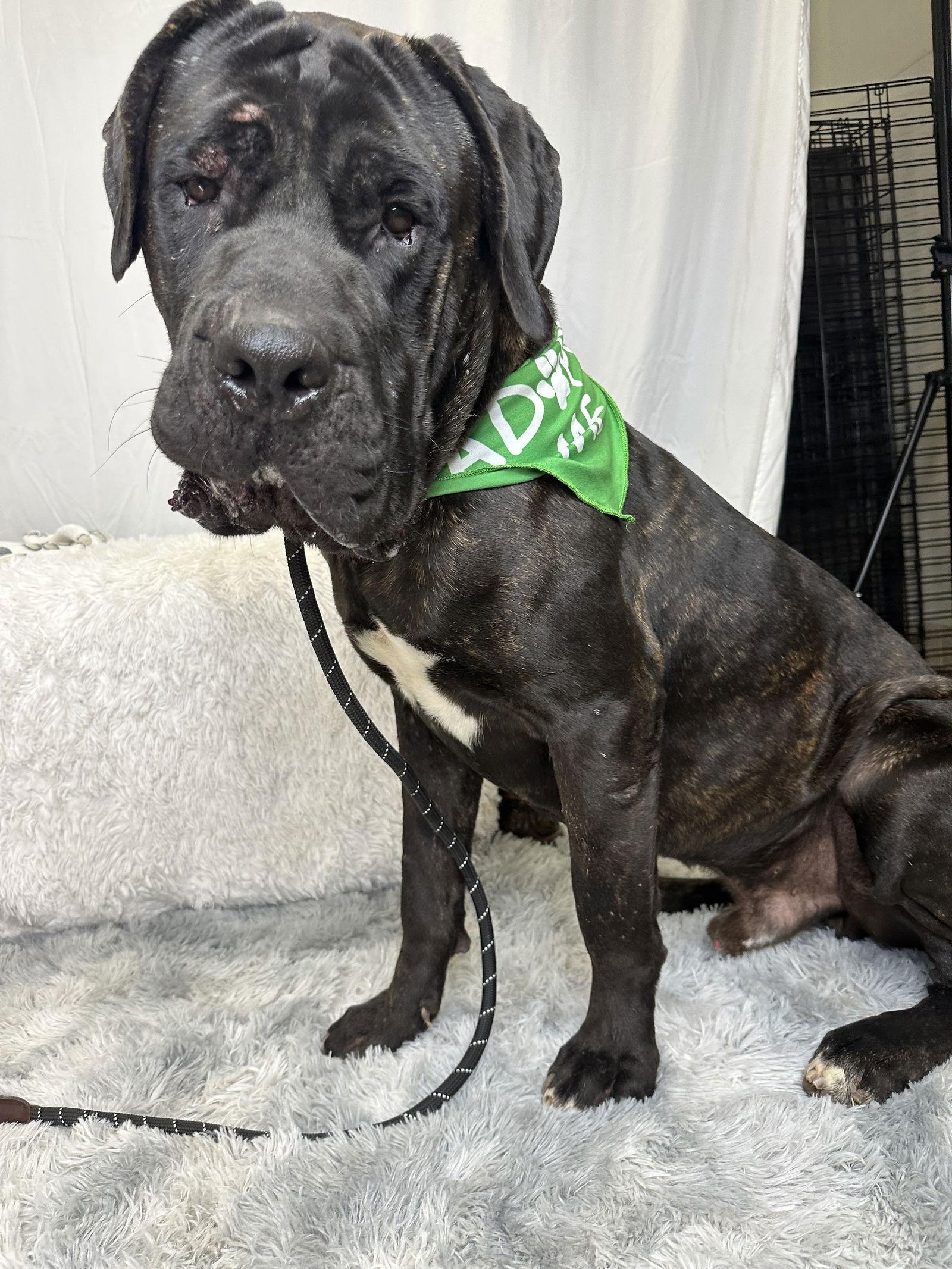 Enlarge Kane, a Adoptable Mastiff in Glendale, AZ image 3/3