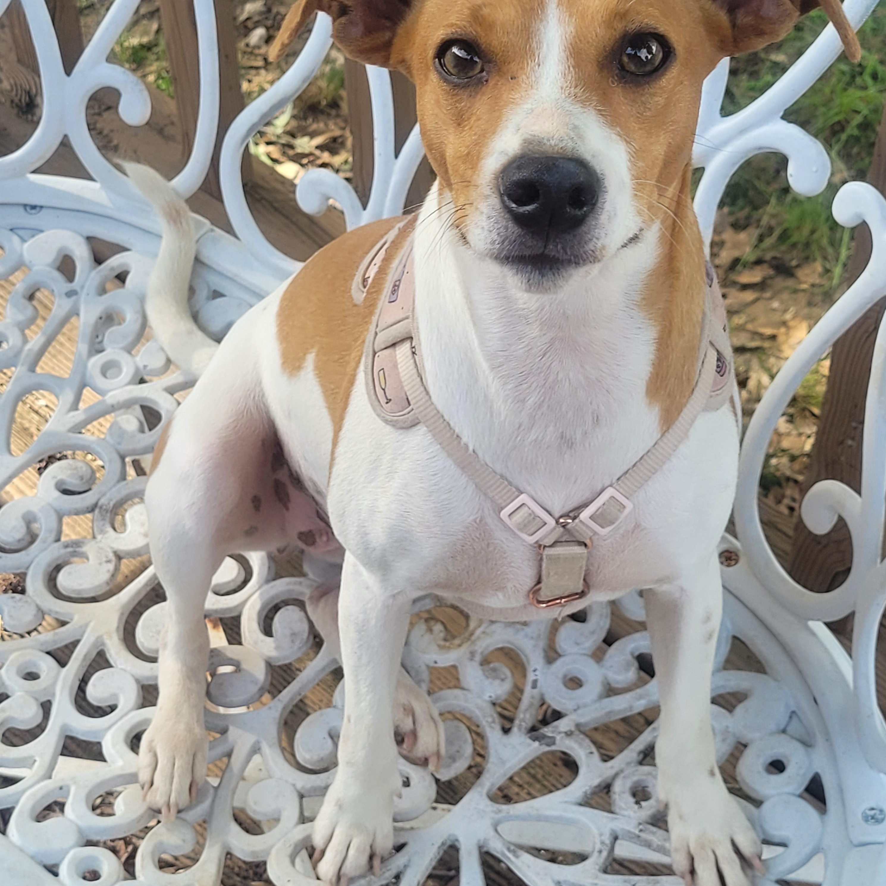 Enlarge Sweet Pea, an adopted mixed breed in bauxite, AR image 1/3