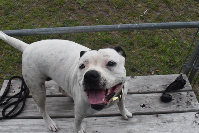 Enlarge TILLY, a Adoptable mixed breed in Panama City, FL image 1/1