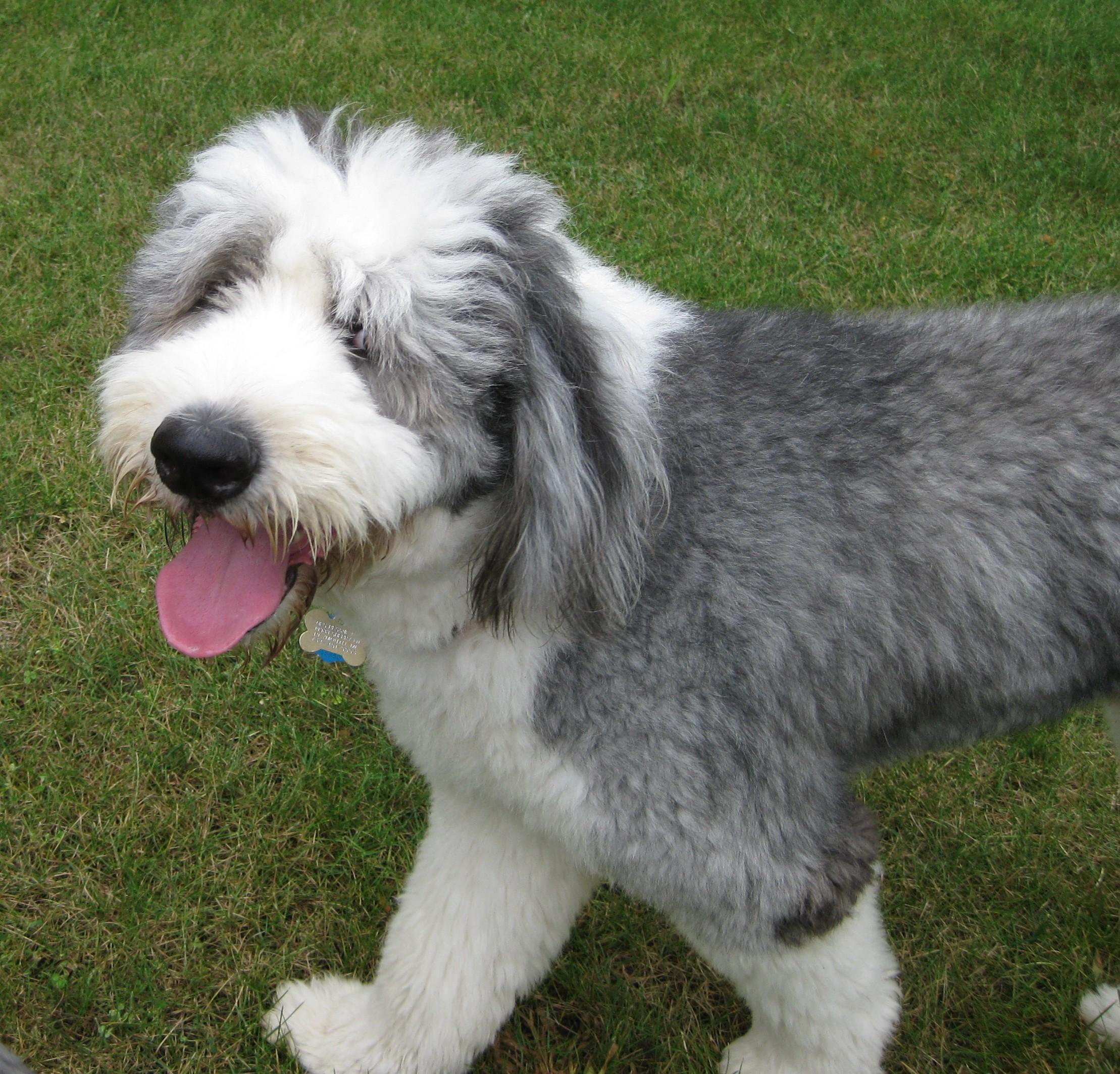 Finnigan, a Adopted Old English Sheepdog in Plymouth, MI image 1/4