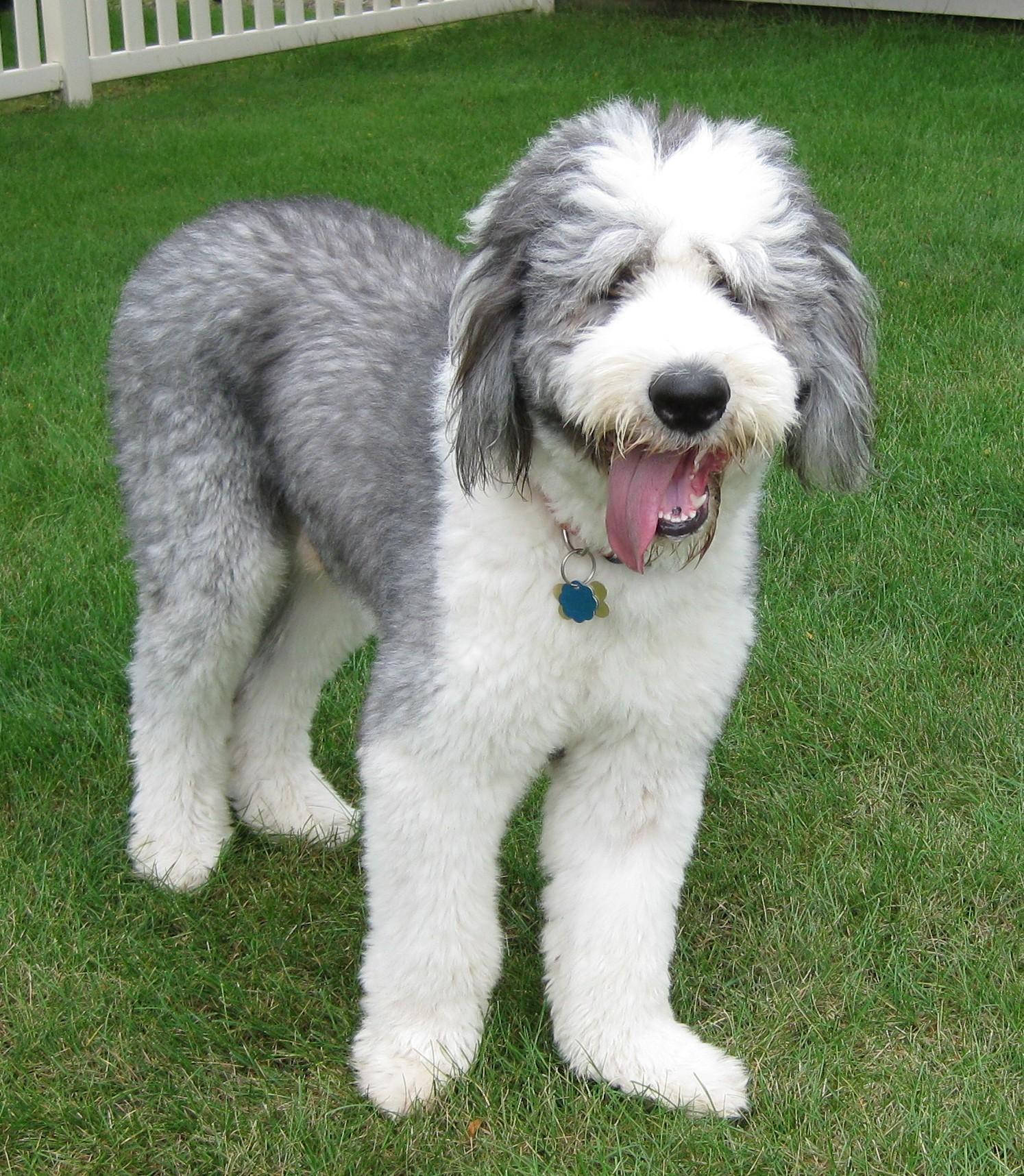 Finnigan, a Adopted Old English Sheepdog in Plymouth, MI image 2/4