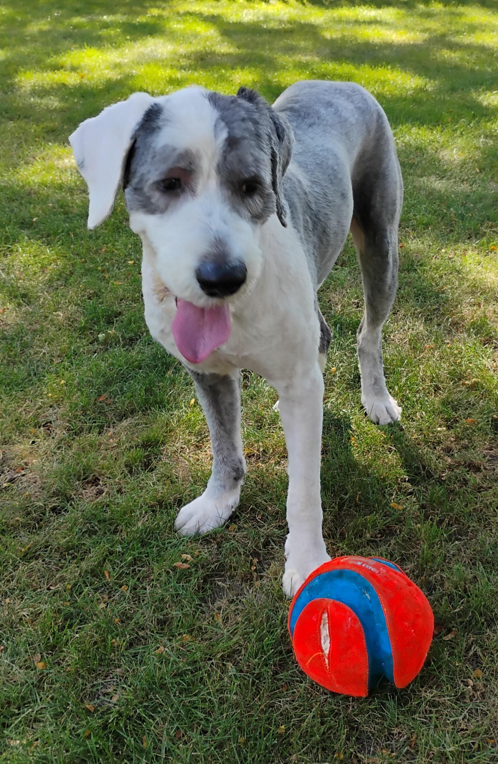 Finnigan, a Adopted Old English Sheepdog in Plymouth, MI image 3/4