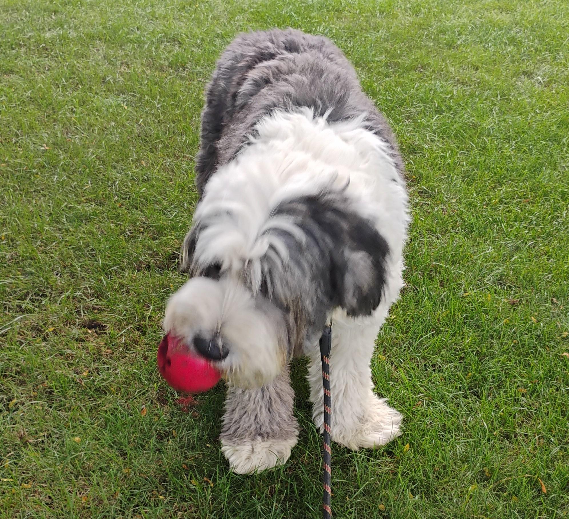 Finnigan, a Adopted Old English Sheepdog in Plymouth, MI image 4/4