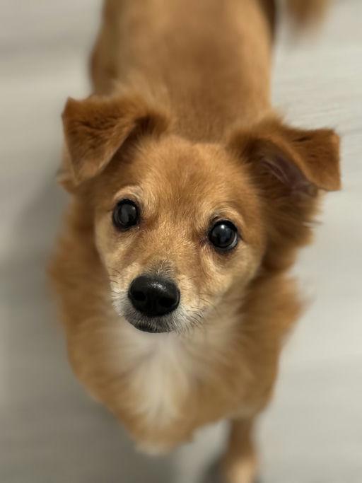 Enlarge Suge, a ADOPTABLE mixed breed in Los Angeles, CA image 2/5