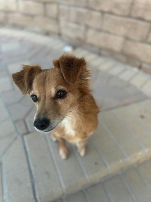 Enlarge Suge, a ADOPTABLE mixed breed in Los Angeles, CA image 5/5