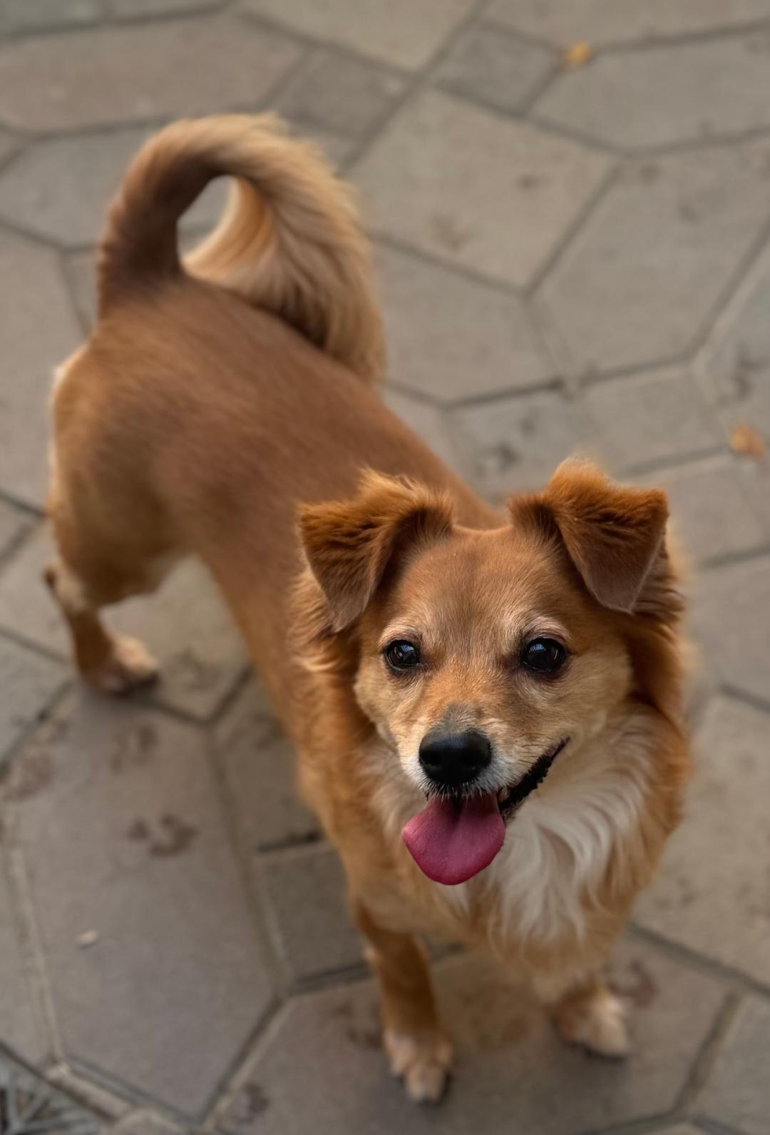 Enlarge Suge, a ADOPTABLE mixed breed in Los Angeles, CA image 4/5