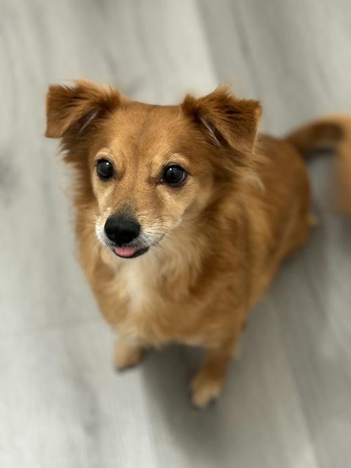 Enlarge Suge, a ADOPTABLE mixed breed in Los Angeles, CA image 3/5