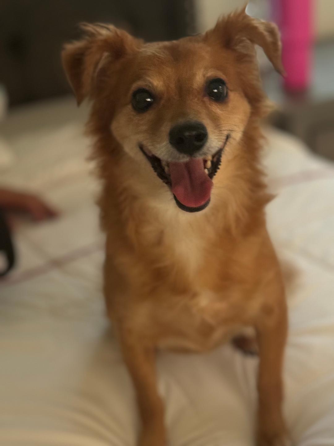 Suge, ADOPTABLE, Adult Female Spaniel & Terrier.