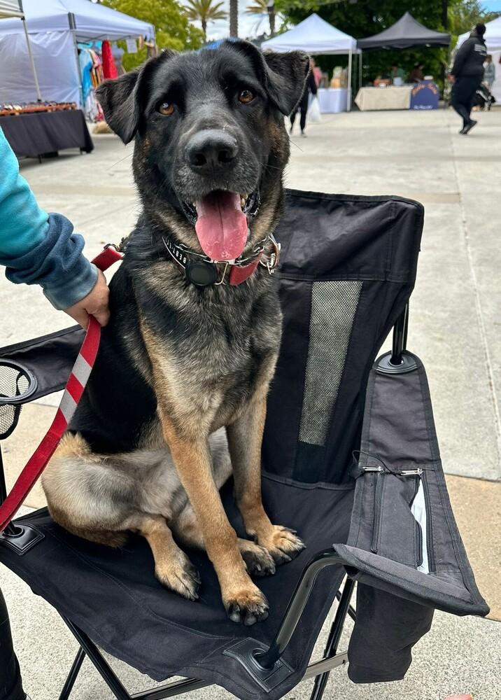 Enlarge Patterson, a Adoptable mixed breed in Jamul, CA image 1/6