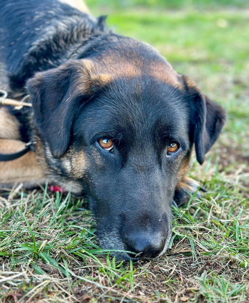 Enlarge Patterson, a Adoptable mixed breed in Jamul, CA image 1/5