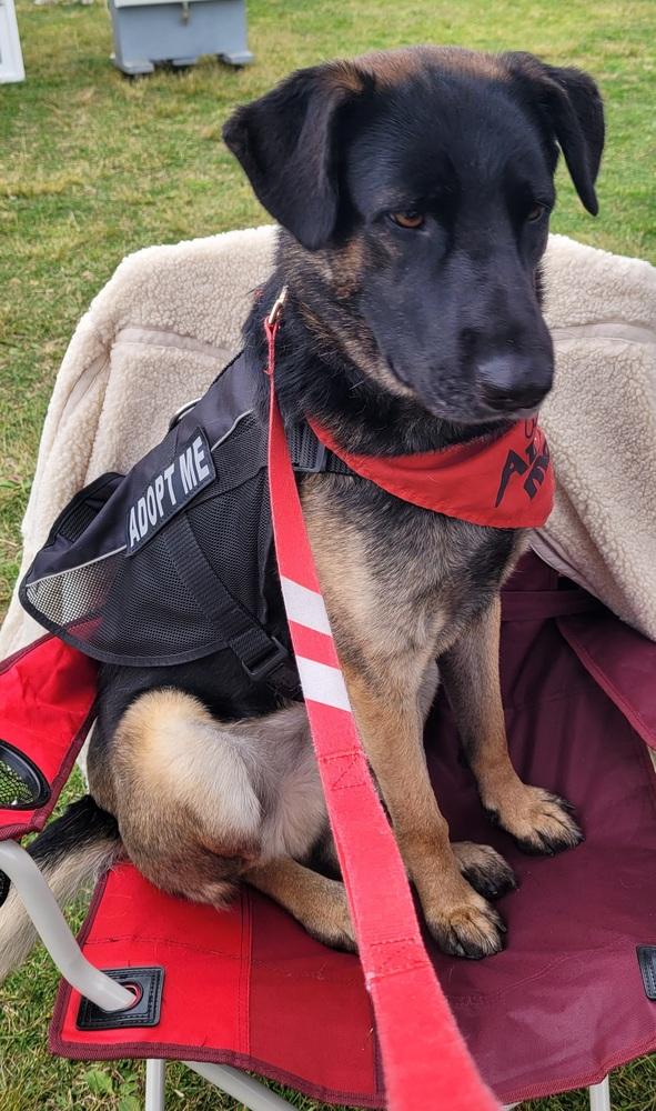 Enlarge Patterson, a Adoptable mixed breed in Jamul, CA image 2/6