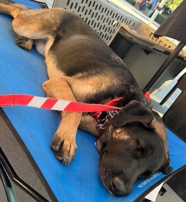 Enlarge Patterson, a Adoptable mixed breed in Jamul, CA image 3/6