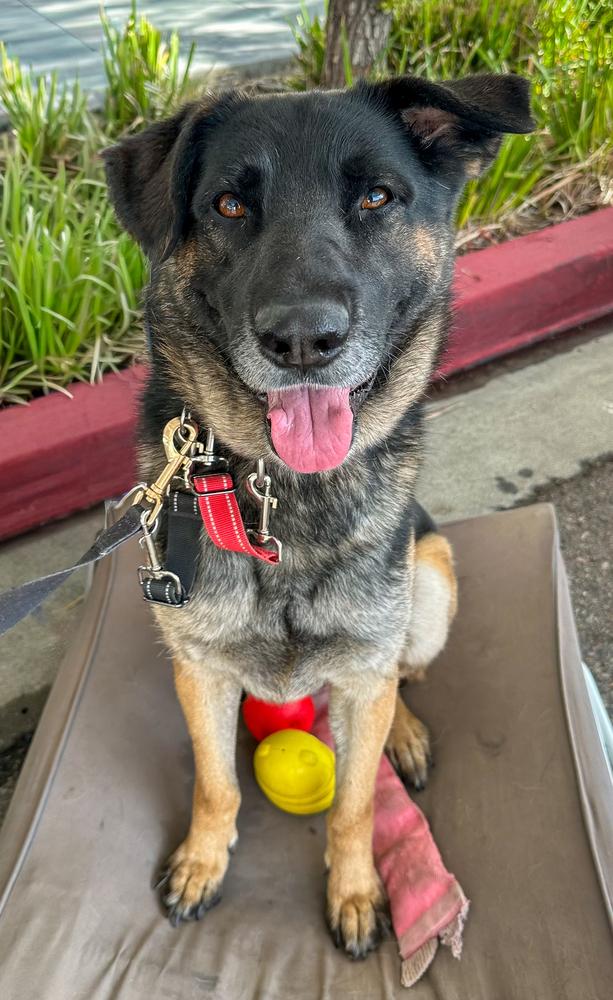 Enlarge Patterson, a Adoptable mixed breed in Jamul, CA image 2/5