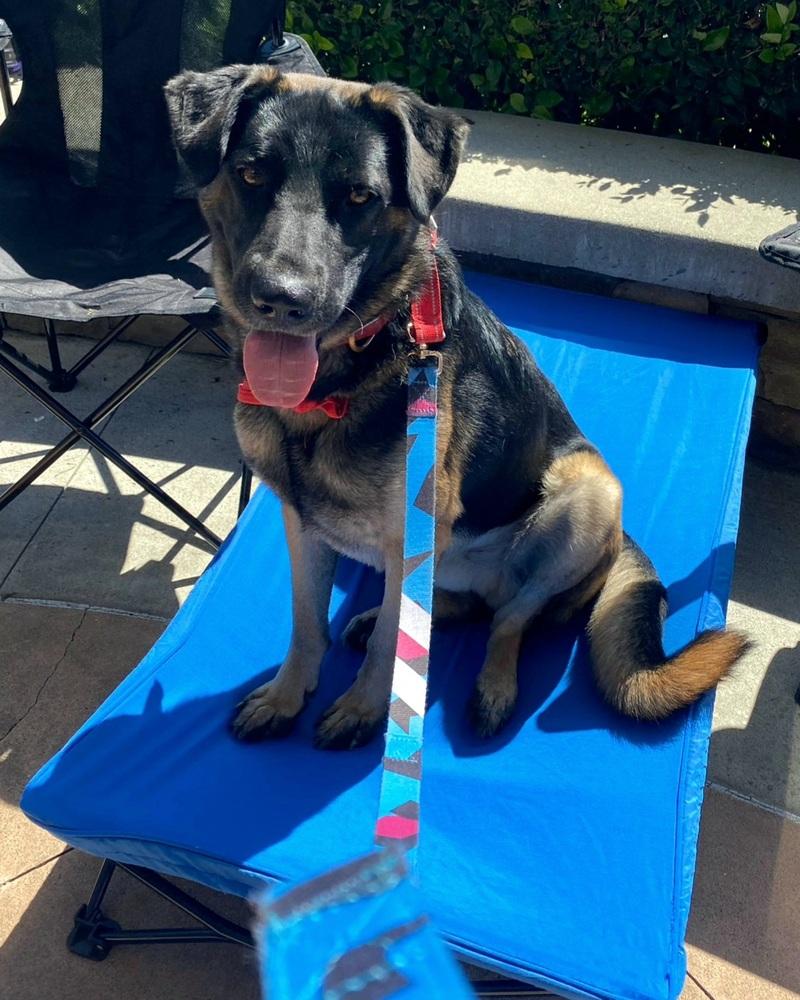 Enlarge Patterson, a Adoptable mixed breed in Jamul, CA image 4/6