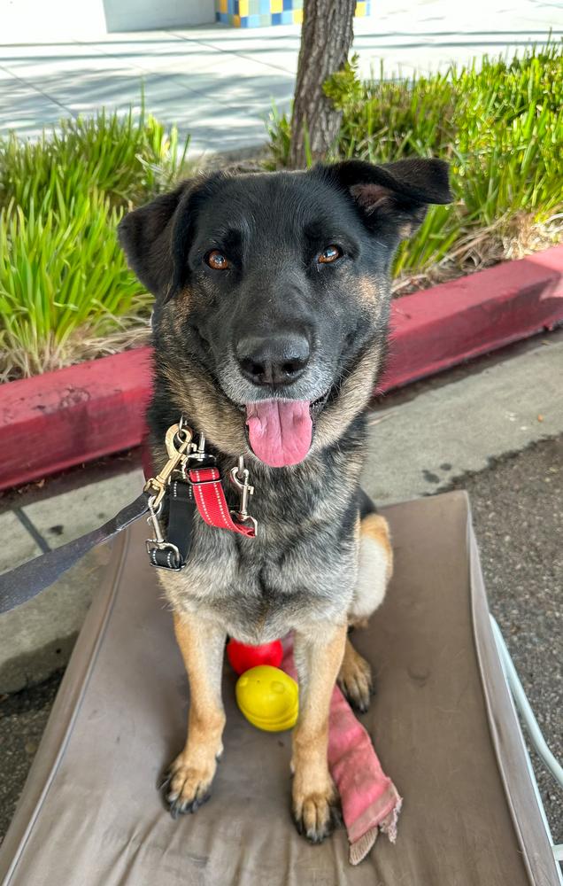 Enlarge Patterson, a Adoptable mixed breed in Jamul, CA image 2/5