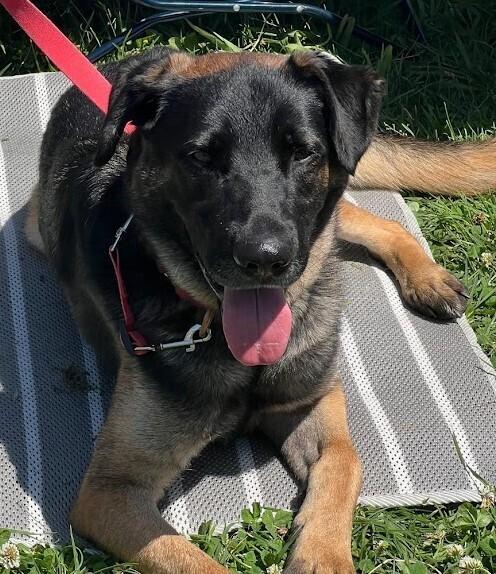 Enlarge Patterson, a Adoptable mixed breed in Jamul, CA image 5/6