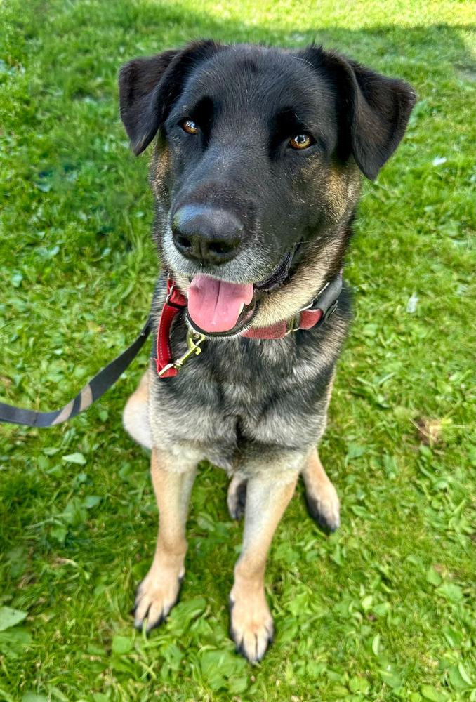 Enlarge Patterson, a Adoptable mixed breed in Jamul, CA image 3/5