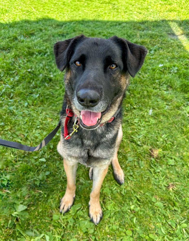 Enlarge Patterson, a Adoptable mixed breed in Jamul, CA image 3/5