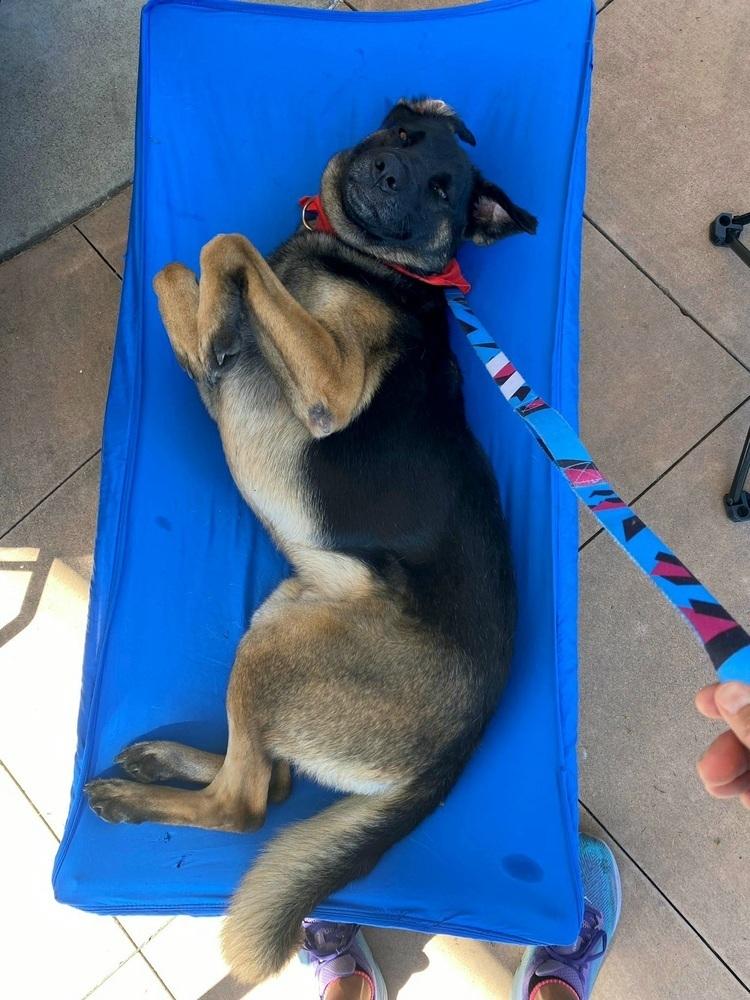 Enlarge Patterson, a Adoptable mixed breed in Jamul, CA image 4/5