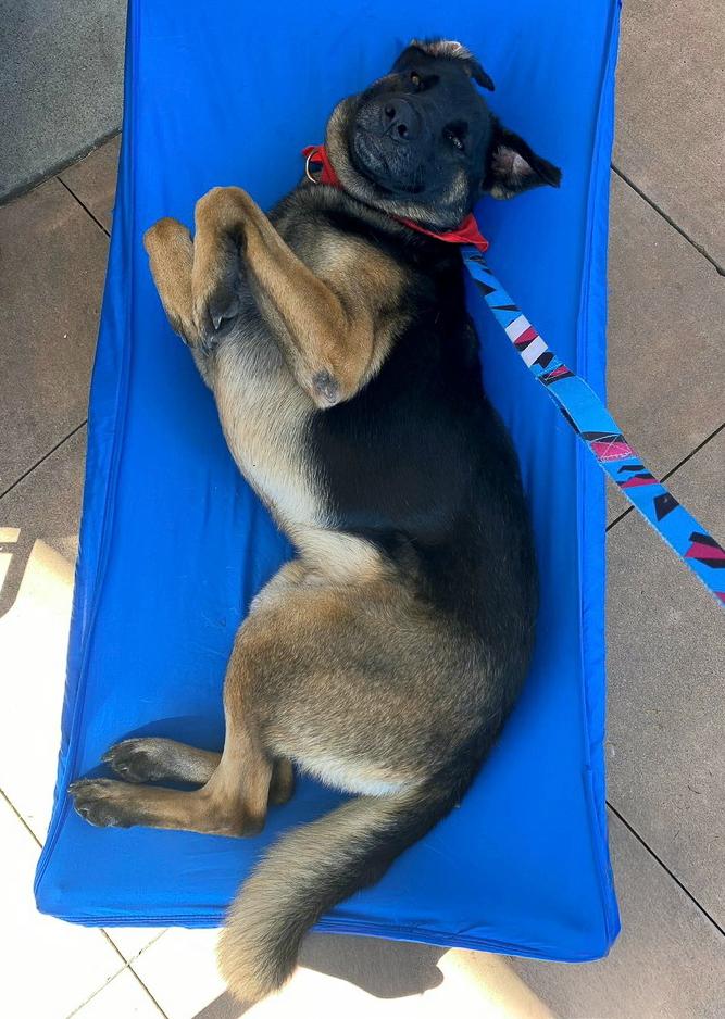 Enlarge Patterson, a Adoptable mixed breed in Jamul, CA image 4/5