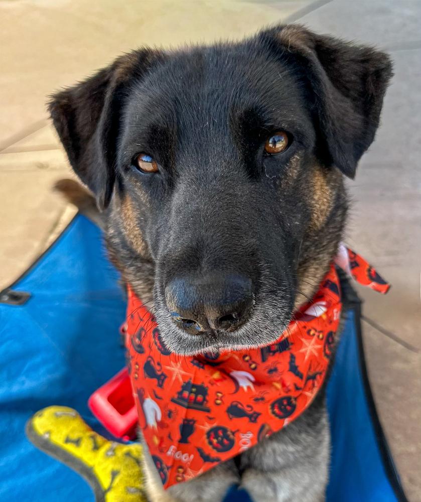 Enlarge Patterson, a Adoptable mixed breed in Jamul, CA image 5/5