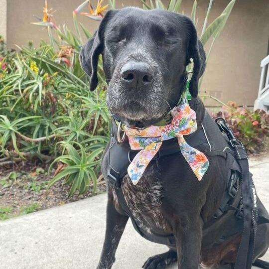 Selma, Adoptable, Adult Female Mixed Breed & Spaniel.