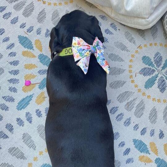Enlarge Selma, a Adoptable mixed breed in San Diego, CA image 2/6