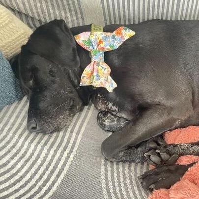 Enlarge Selma, a Adoptable mixed breed in San Diego, CA image 3/6