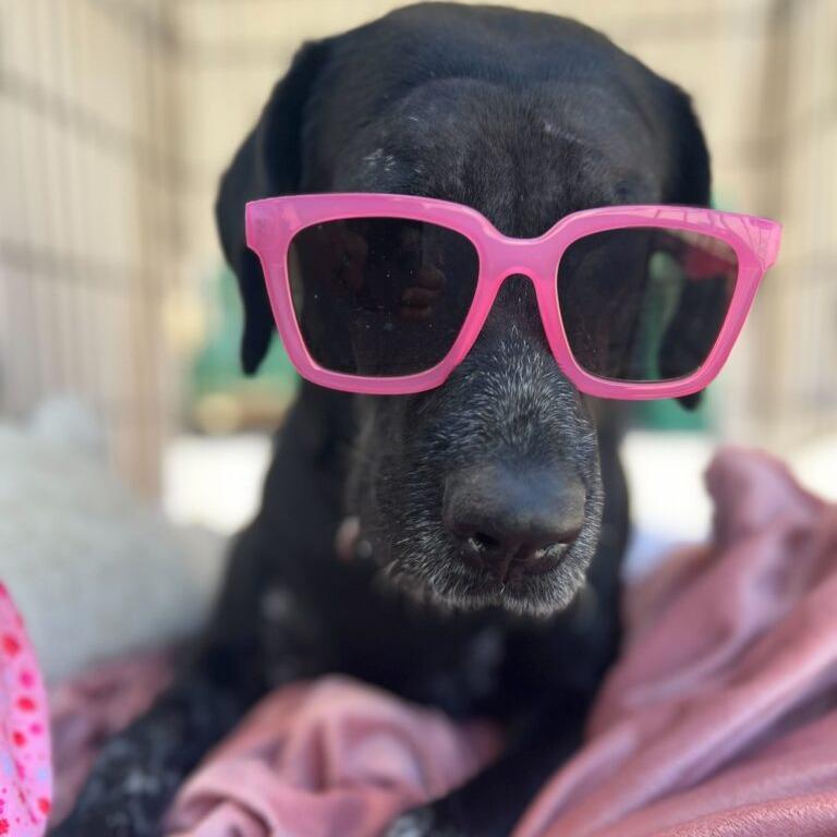 Enlarge Selma, a Adoptable mixed breed in San Diego, CA image 6/6