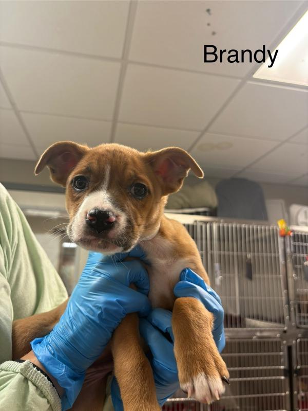 Brandy, Adoptable, Puppy Female Boxer.