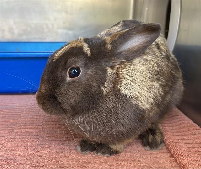 MUFFIN, Adoptable, Young Female Bunny Rabbit.