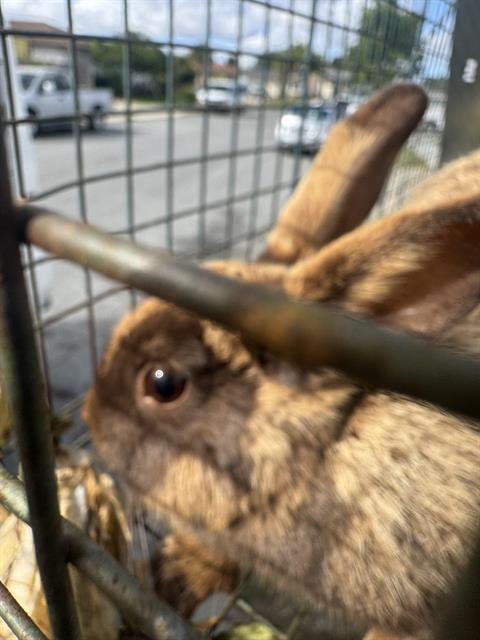 Enlarge MUFFIN, a Adoptable Bunny Rabbit in Salinas, CA image 1/1