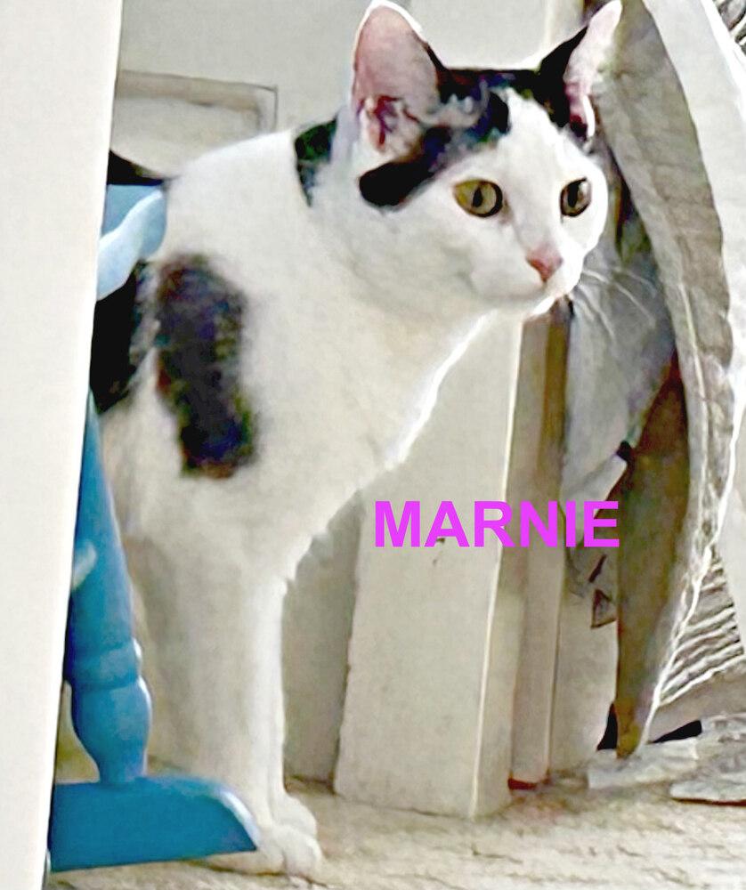 Enlarge Marni, a Adoptable Domestic Short Hair in Mooresville, NC image 1/3