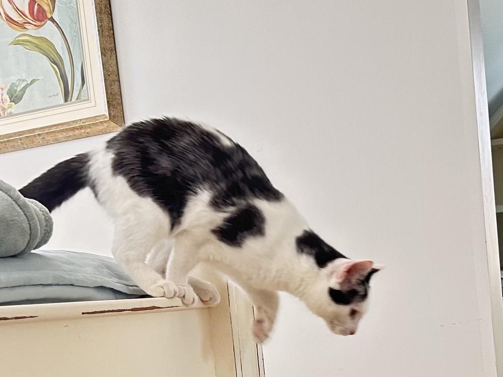 Enlarge Marni, a Adoptable Domestic Short Hair in Mooresville, NC image 2/3