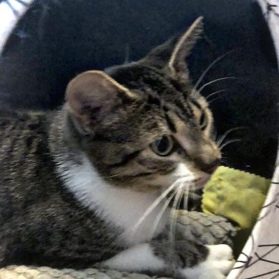 Billie & Jodie, a Adoptable Domestic Short Hair in Mississauga, ON image 1/6